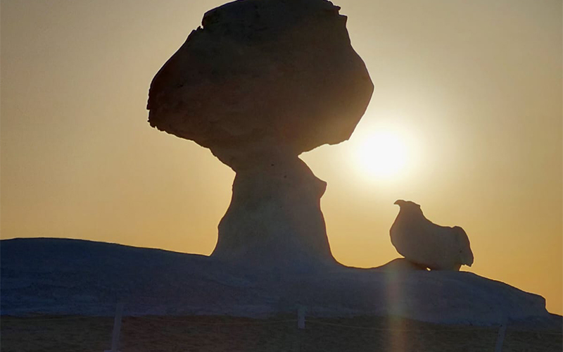 Tour of the White Desert and Bahariya Oasis