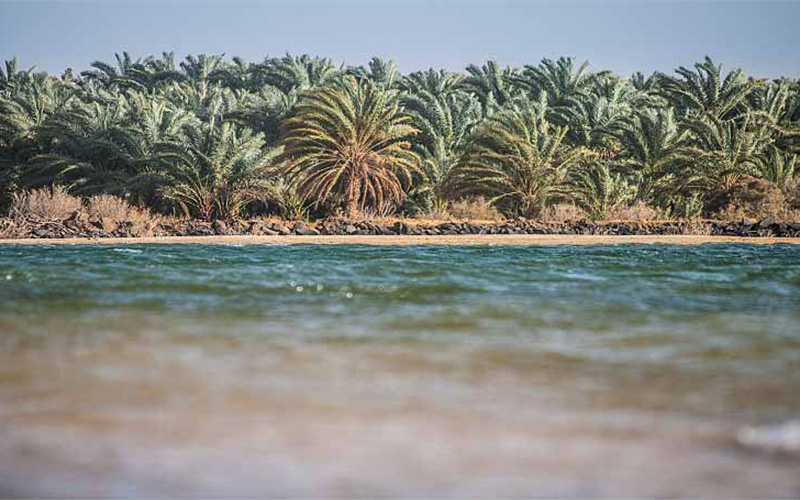 Tour of the White Desert and Bahariya Oasis
